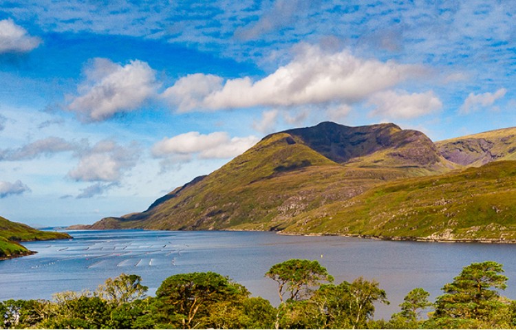 Connemara Hike & Treetop Adventure Day Tour